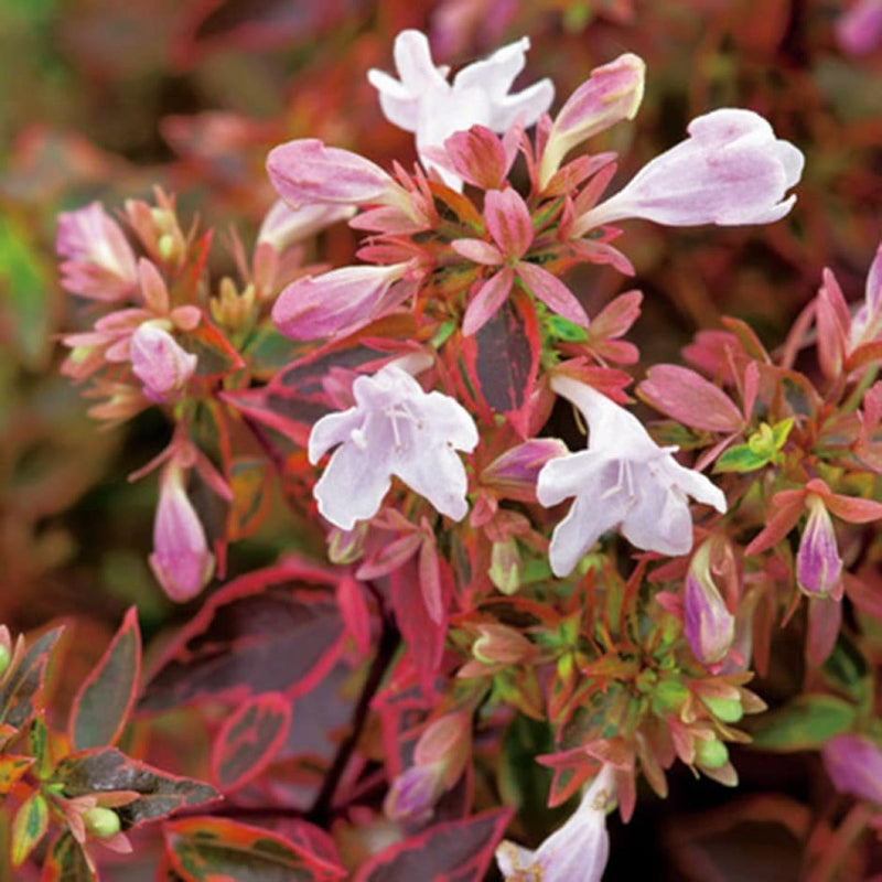Red Abelia Flower seeds for Planting Drought Tolerant Heirloom & GMO Free Seeds for Home Garden
Sale seeds for home garden planting