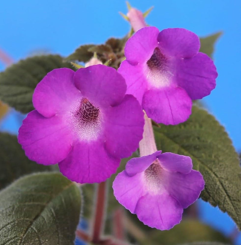 Achimenes Limoncello Lavender Flower Seeds for Planting – Elegant Garden Blooms