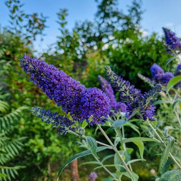 Empire Blue Buddleja Alternifolia Flower seeds for Planting - Shade Tolerant, Heirloom & GMO Free Seeds for Home Garden