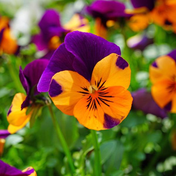 Purple Orange Pansy Seeds for Vibrant Planting