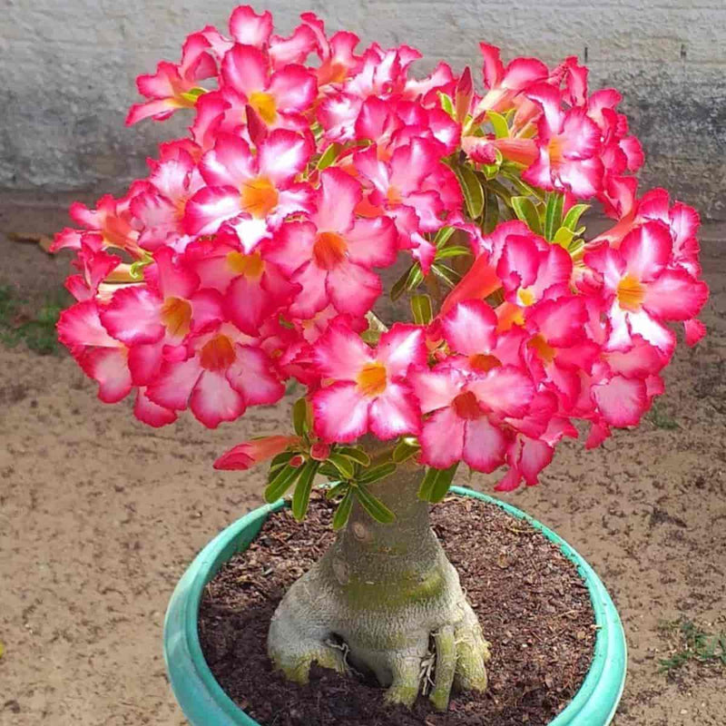 Adenium Arabicum seeds for vibrant desert rose blooms