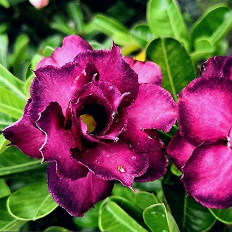 Adenium Obesum Flower Seeds for Desert Rose planting