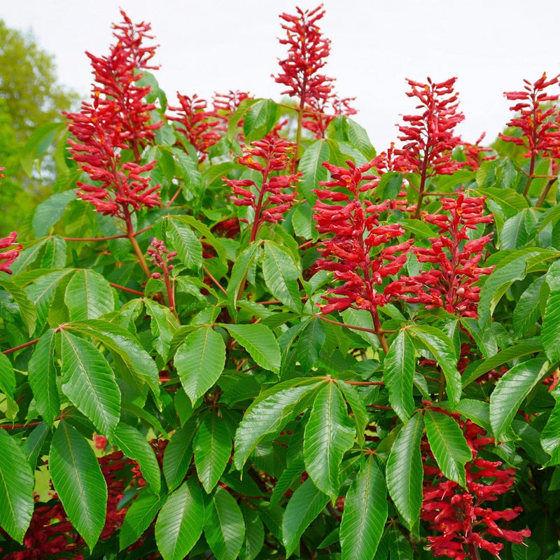 Aesculus Pavia Seeds for planting