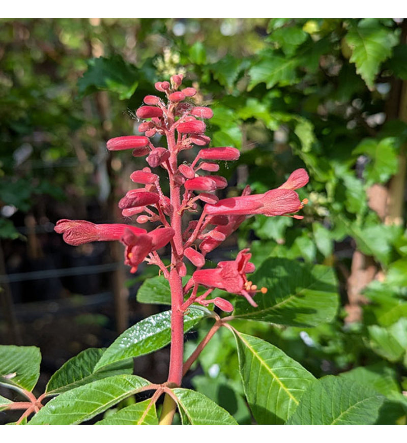 Aesculus Pavia Flower seeds for Planting - Compact Growth, Heirloom & GMO Free Seeds for Home Garden
