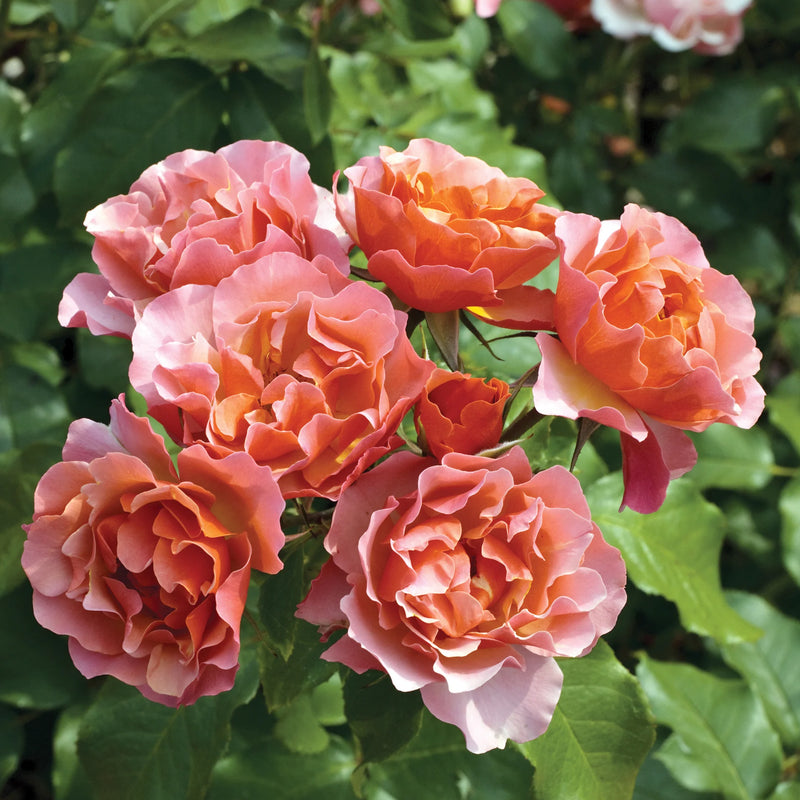 Supreme Rose Bush Flower seeds for Planting Cottage Garden Essential Heirloom & GMO Free Seeds for Home GardeN