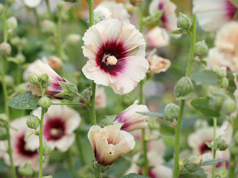 Mixed Alcea Rosea Flower seeds for Planting - Colorful Display, Heirloom & GMO Free Seeds for Home Garden