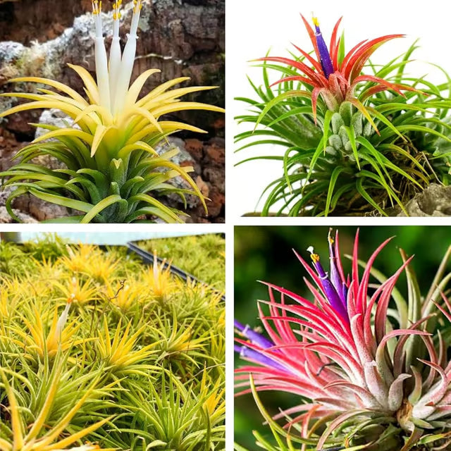 Tillandsia Flower seeds for Planting - Shade Tolerant, Heirloom & GMO Free Seeds for Home Garden