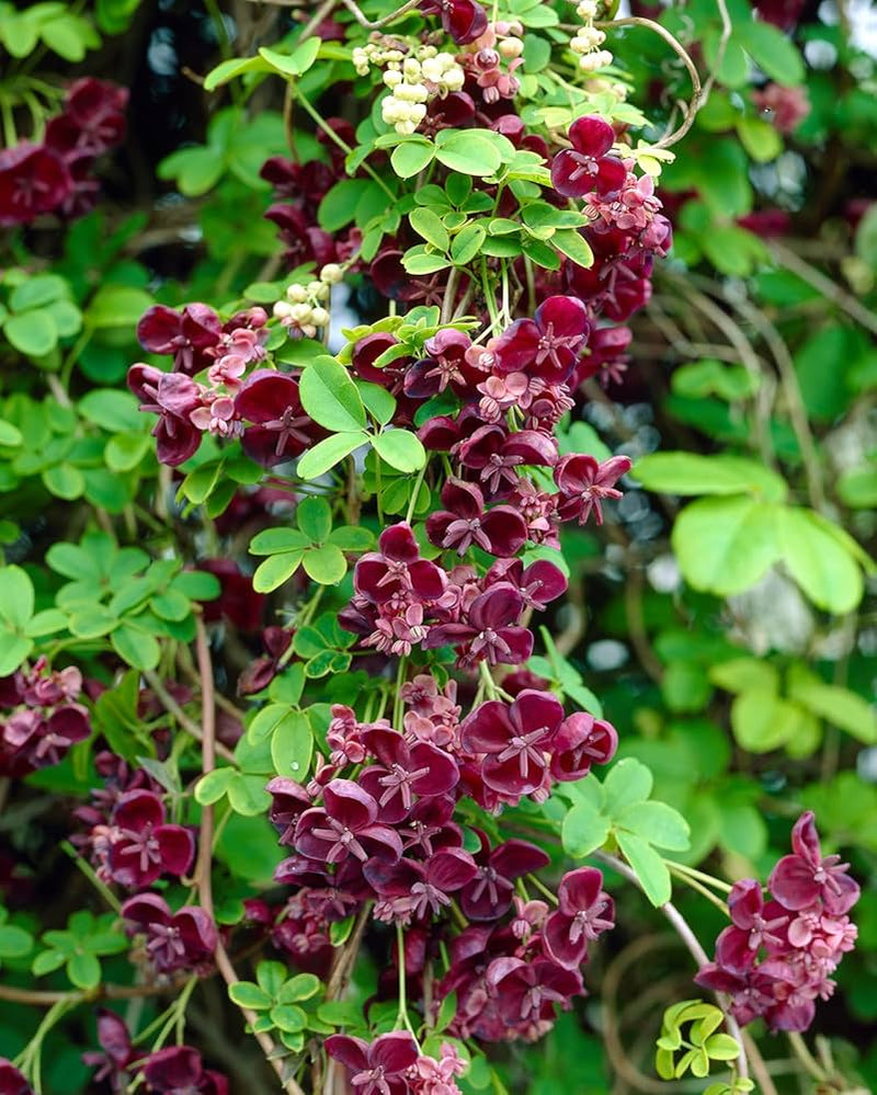 Akebia Quinata Flower Seeds for Planting