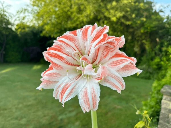White Orange Amaryllis Flower seeds for Planting - Bright Blooms, Heirloom & GMO Free Seeds for Home Garden