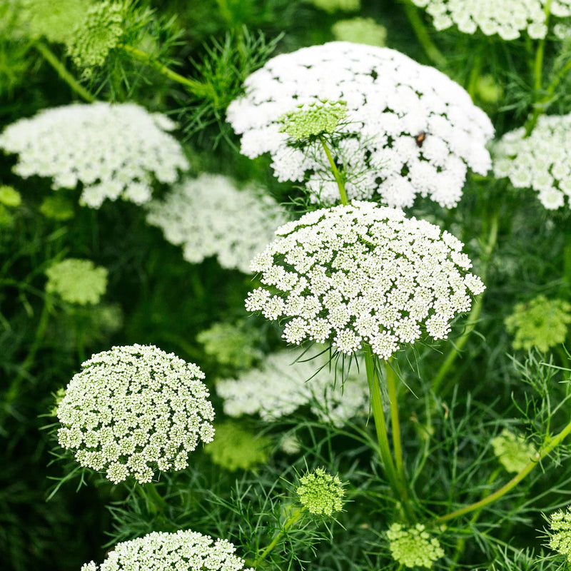 Ammi Majus Flower seeds for Planting Easy to Grow Heirloom & GMO Free Seeds for Home Garden
Sale seeds for home garden planting