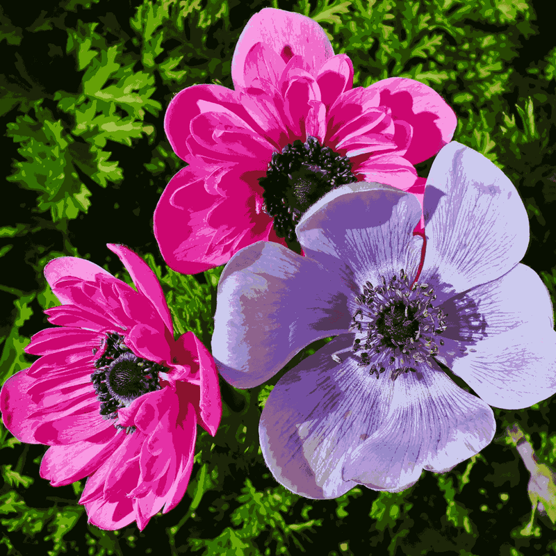Anemone Flower seeds for Planting Drought Tolerant Heirloom & GMO Free Seeds for Home Garden
Sale