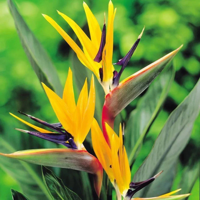 Strelitzia Flower Seeds Yellow Green