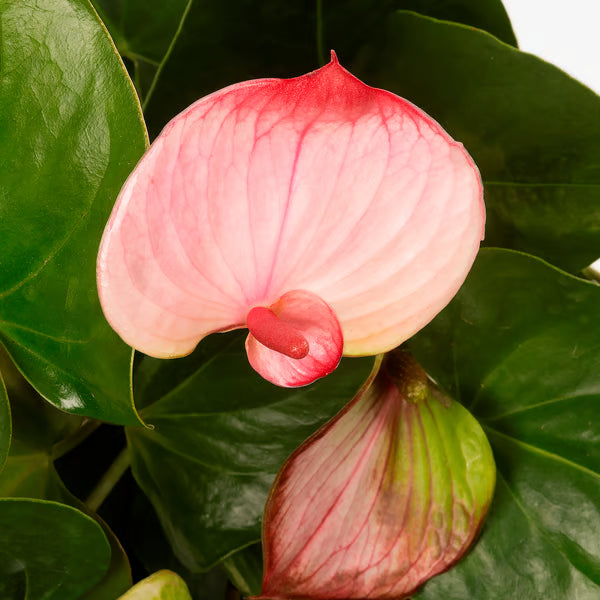 Pink Anthurium Seeds Flower seeds for Planting - Drought Tolerant, Heirloom & GMO Free Seeds for Home Garden