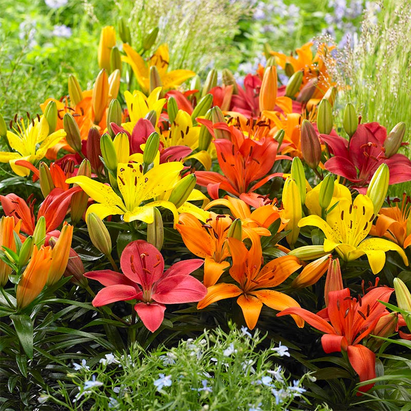 Lilium Mix Planting Seeds - Vibrant Garden Blooms for Spring & Fall