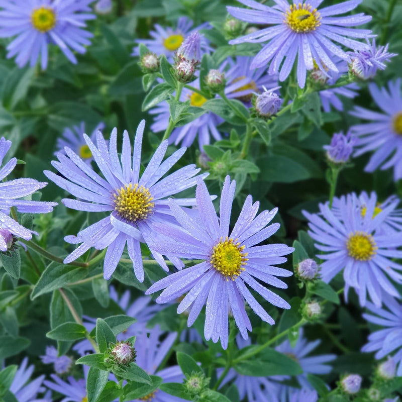 Blue Frikartii Flower seeds for Planting - Easy to Grow, Heirloom & GMO Free Seeds for Home Garden
Sale for planting in home garden
