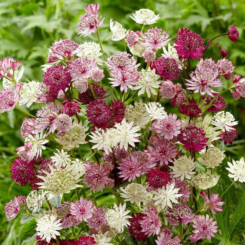 Mixed Astrantia Flower Seeds for Vibrant Blooms