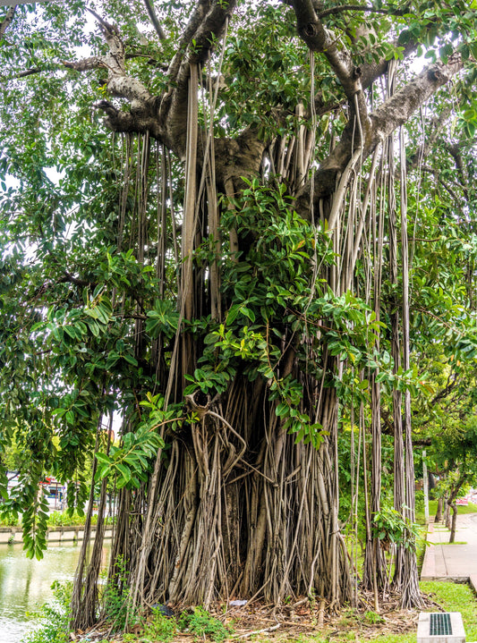 Banyan Fig Tree (Ficus benghalensis) seeds for planting