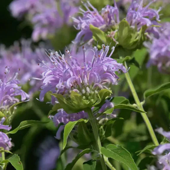 Lavender Beebal Flower seeds for Planting - Perfect for Borders, Heirloom & GMO Free Seeds for Home Garden
Sale seeds for planting in home garden