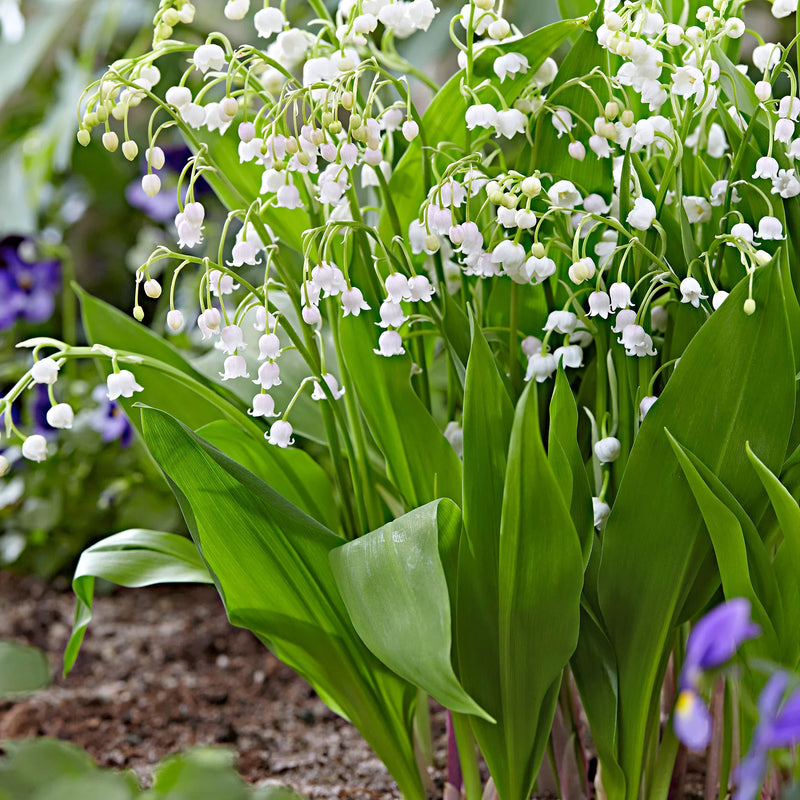 Bell Orchid white seeds for elegant indoor blooms