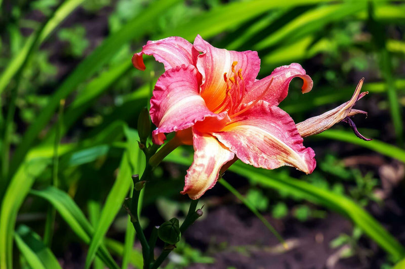 Taglilie Hemerocallis spp Flower Seeds for Planting in Flower Bed