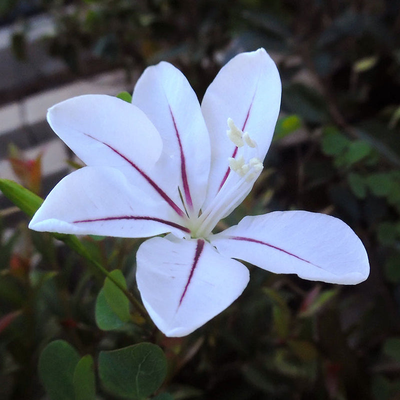 Blue Bauhinia Seeds for Planting