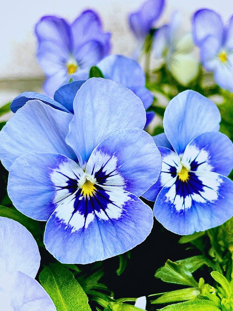 Pansy Flower seeds for Planting Cut Flower Favorite Heirloom & GMO Free Seeds for Home Garden