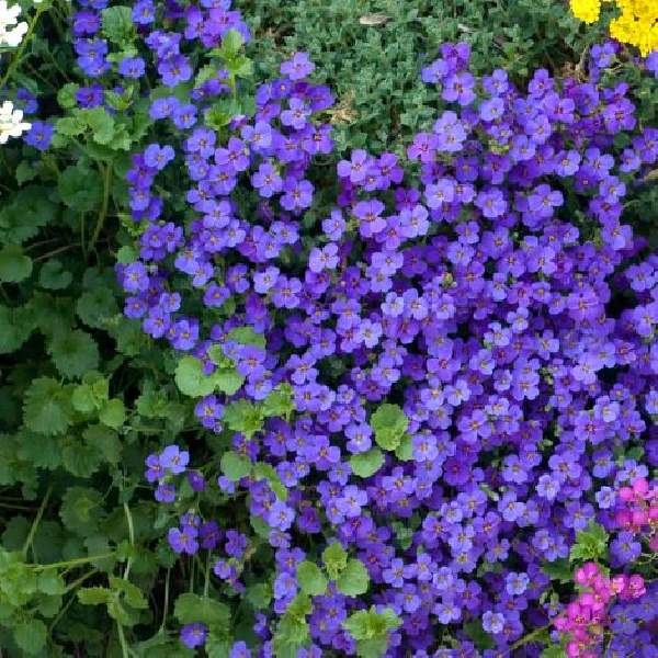 Dark Blue Aubrieta Cultorum Flower Seeds for Planting Hardy Variety Heirloom & GMO Free Seeds for Home Garden
Sale