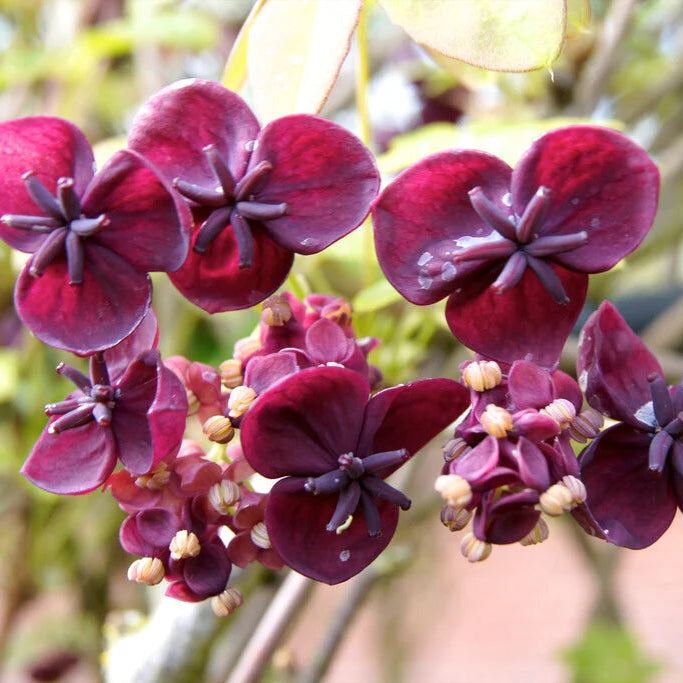 Akebia Quinata Flower seeds for Planting - Cottage Garden Essential, Heirloom & GMO Free Seeds for Home Garden