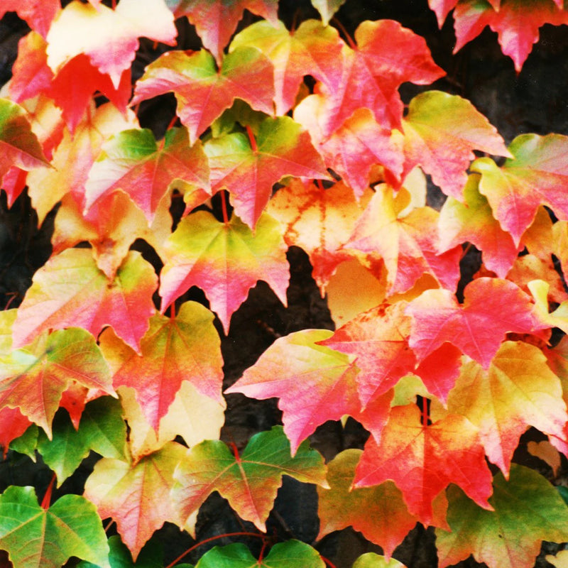 Red Boston Ivy Flower seeds for Planting - Easy to Grow, Heirloom & GMO Free Seeds for Home Garden