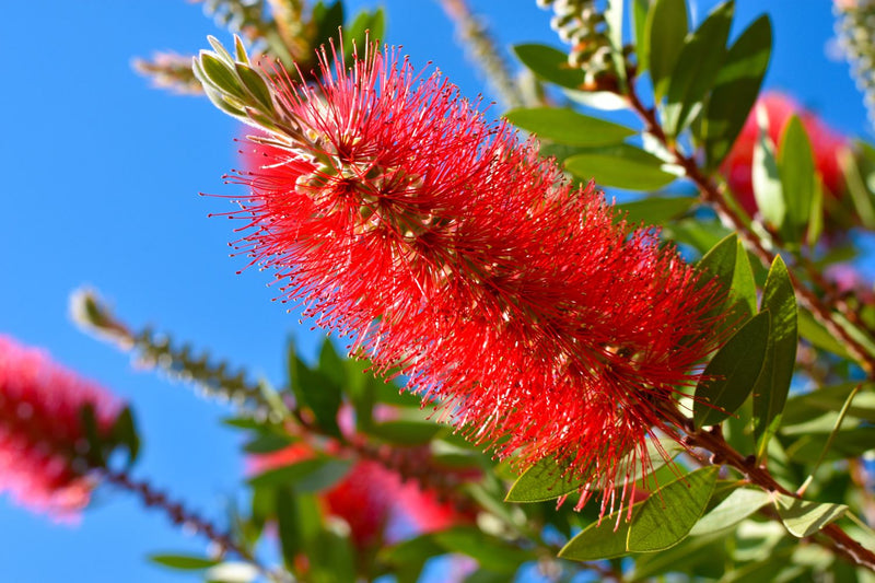 BottleBrush Flower seeds for Planting Compact Growth Heirloom & GMO Free Seeds for Home Garden