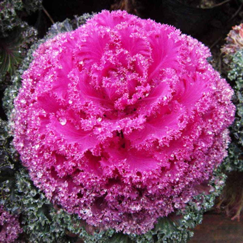 Brassica Oleracea Seeds for Planting