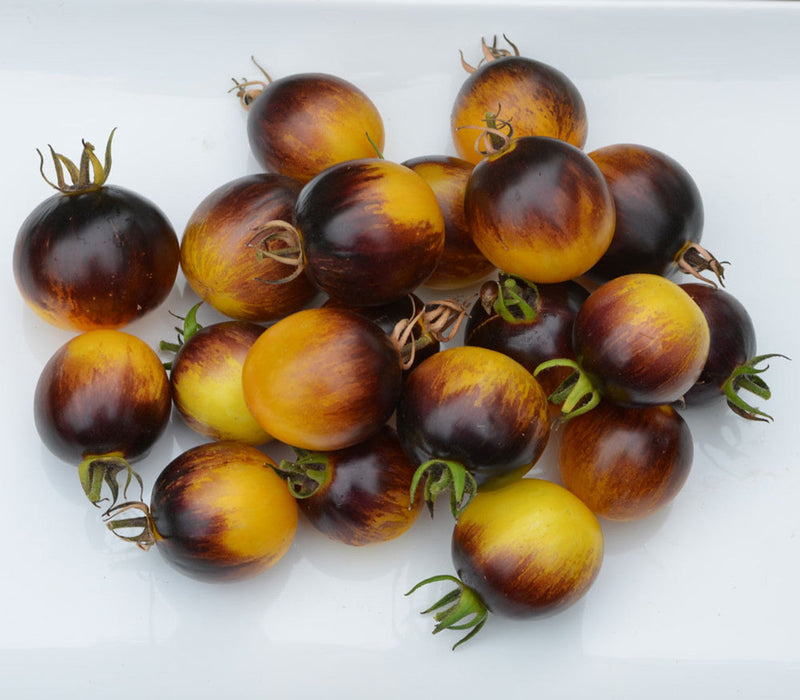 Brown and Yellow Tomato seeds for home garden planting