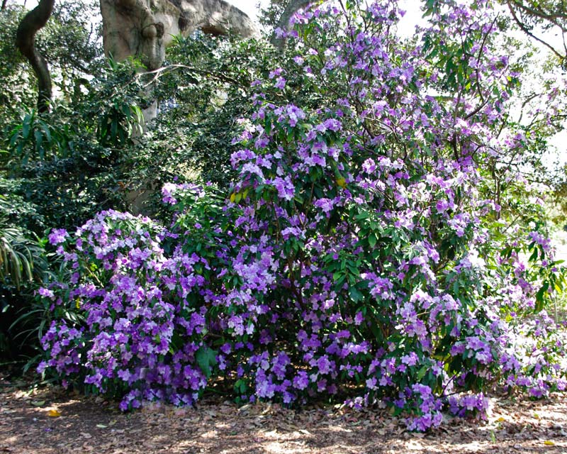 Purple Brunfelsia Pauciflora Flower seeds for Planting - Cottage Garden Essential, Heirloom & GMO Free Seeds for Home Garden
Sale seeds for home garden