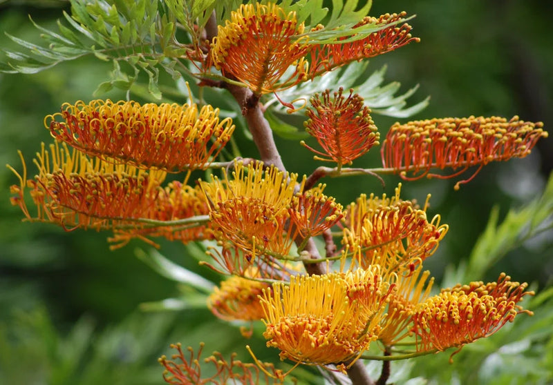 Burgundy Grevillea Robusta Seeds for Planting