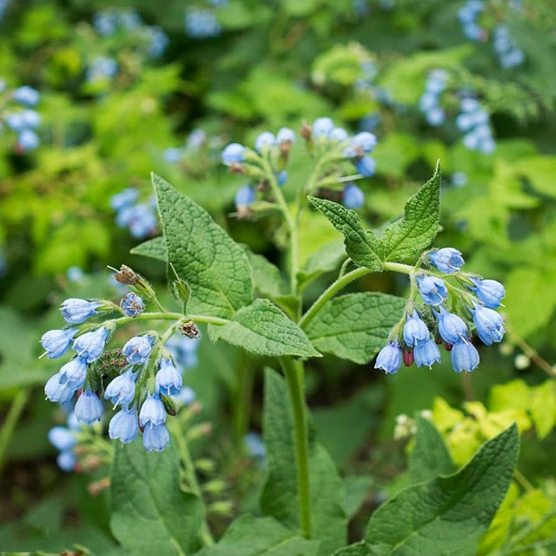 Buy Violet Symphytum Flower Seeds online