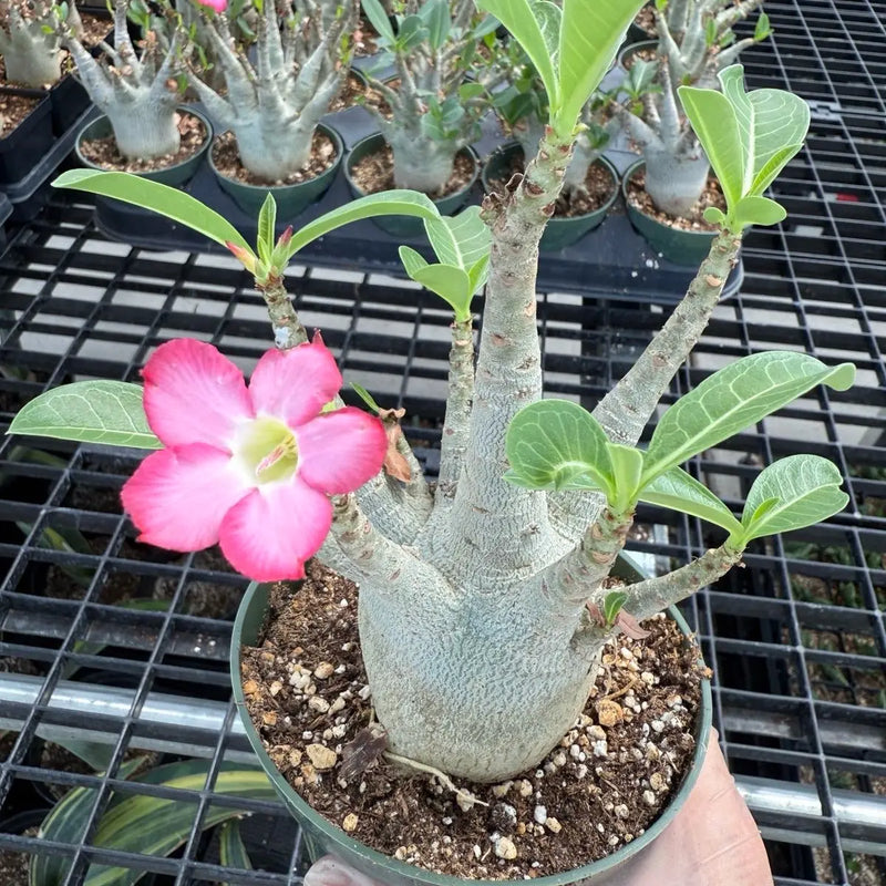 Heirloom Caudex Flower seeds for Planting Perfect for Borders Heirloom & GMO Free Seeds for Home Garden