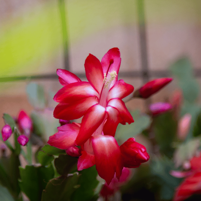 Deep Red Schlumbergera Flower seeds for Planting Long Bloom Season Heirloom & GMO Free Seeds for Home Garden
Sale seeds for home garden planting