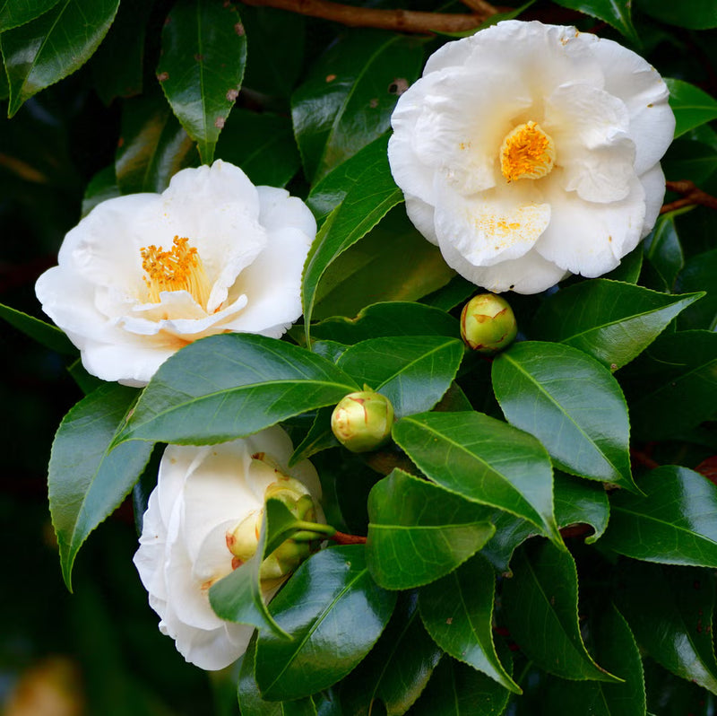 Camellia White Flower seeds for Planting - Wildflower Mix, Heirloom & GMO Free Seeds for Home Garden