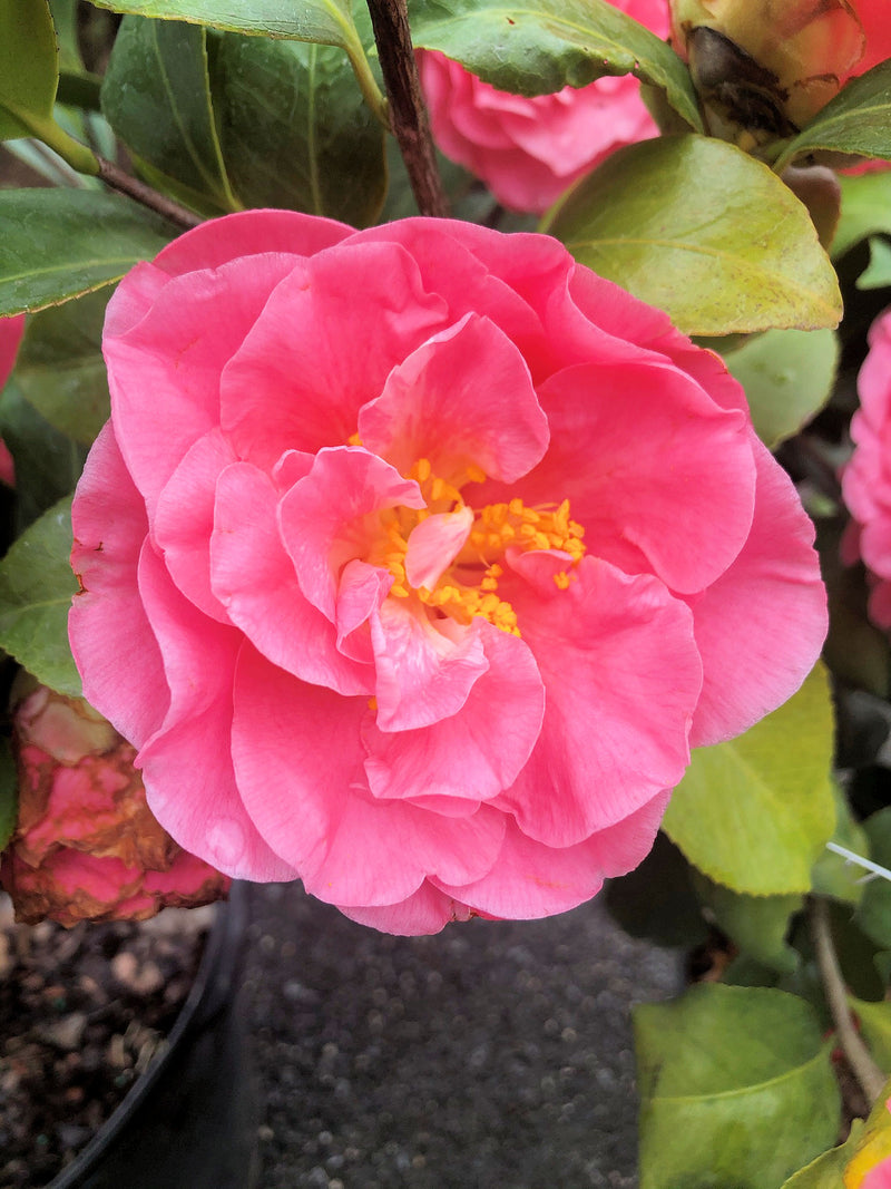 Pink Orange Camellia Flower seeds for Planting - Low Maintenance, Heirloom & GMO Free Seeds for Home Garden