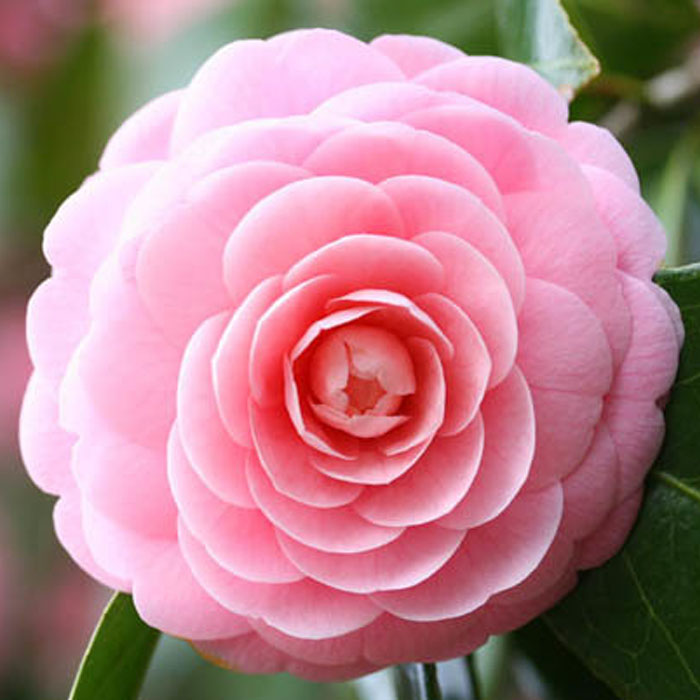 Double Camellia Mixed Flower seeds for Planting - Wildflower Mix, Heirloom & GMO Free Seeds for Home Garden
