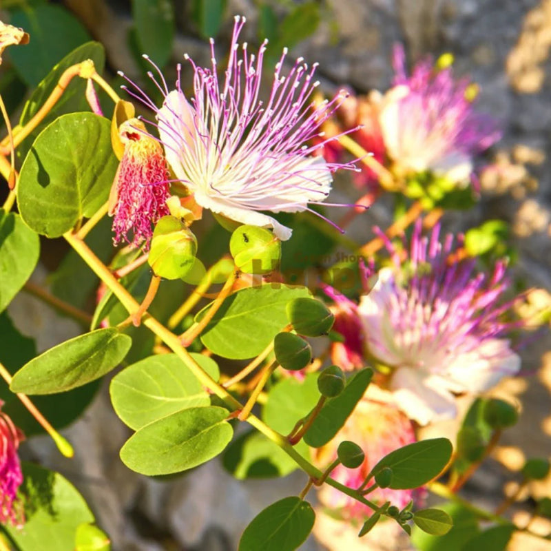 Heirloom Capparis Spinosa Flower seeds for Planting Sun Loving Heirloom & GMO Free Seeds for Home Garden