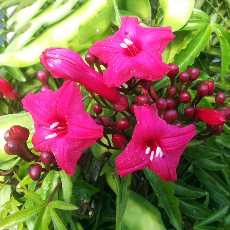 Cardinal Climber Flower Seeds – Fast-Growing Red Blooming Vines