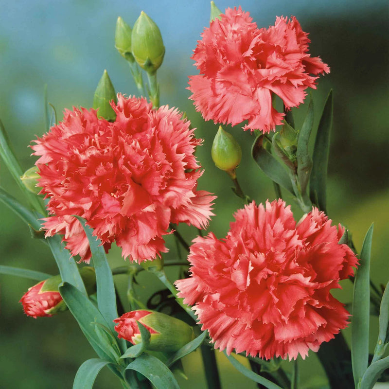 Orange Carnation Flower seeds for Planting - Hardy Variety, Heirloom & GMO Free Seeds for Home Garden