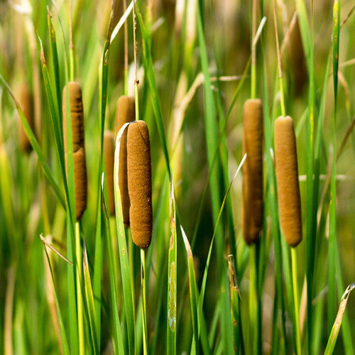 Cattail Flower seeds for Planting Vibrant Colors Heirloom & GMO Free Seeds for Home Garden