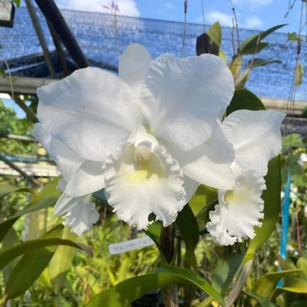White Cattleya Flower seeds for Planting - Fragrant Blossoms, Heirloom & GMO Free Seeds for Home Garden