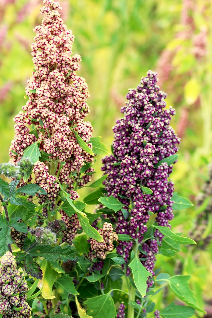 Heirloom Quinoa Flower seeds for Planting Cottage Garden Essential Heirloom & GMO Free Seeds for Home Garden