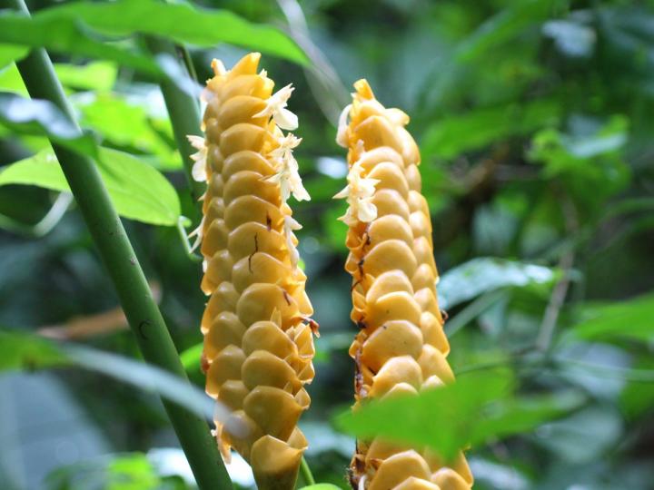 Yellow Calathea Crotalifera Flower seeds for Planting - Sun Loving, Heirloom & GMO Free Seeds for Home Garden