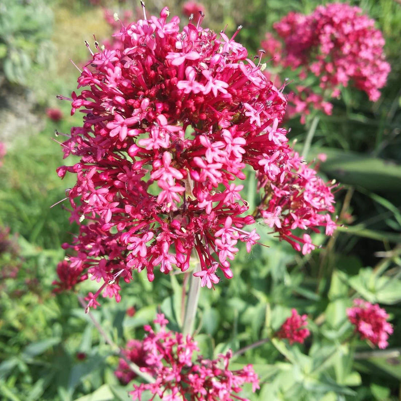 Jupiter's Beard Flower seeds for Planting, Wildflower Mix Heirloom & GMO Free Seeds for Home Garden