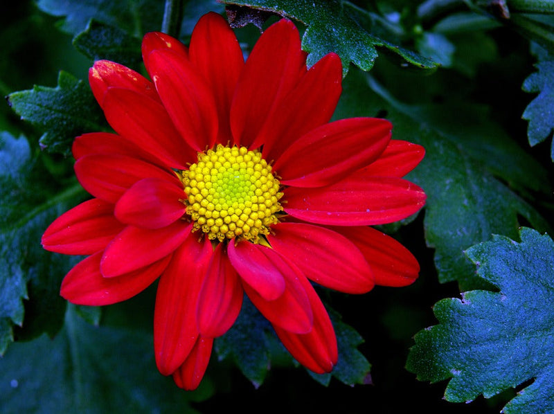 Chrysanthemum Flower seeds for Planting Long Bloom Season Heirloom & GMO Free Seeds for Home Garden
Sale for planting in home garden