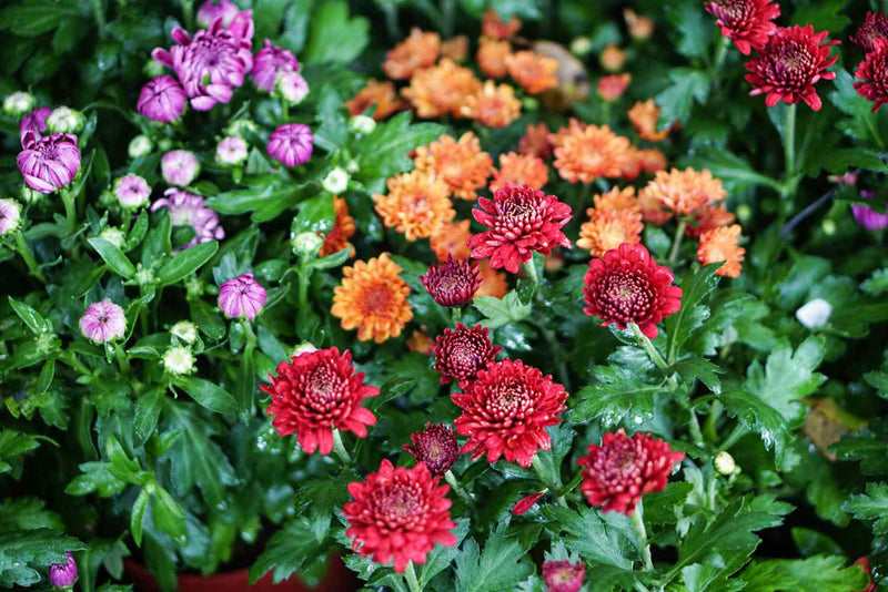 Chrysanthemum Perennial Flower seeds for Planting Shade Tolerant Heirloom & GMO Free Seeds for Home Garden
Sale